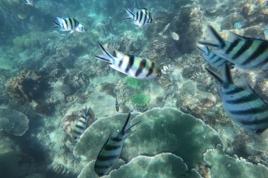 From Phu Quoc: Speedboat Tour of 4 Islands with Snorkeling & BBQ